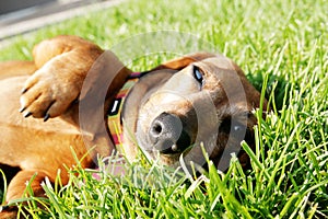 Dachshund dog