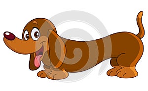 Dachshund dog