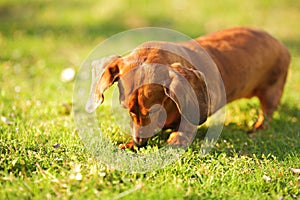 Dachshund dog