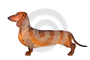 Dachshund Dog