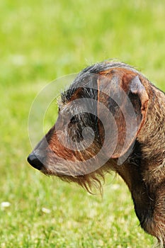 Dachshund dog