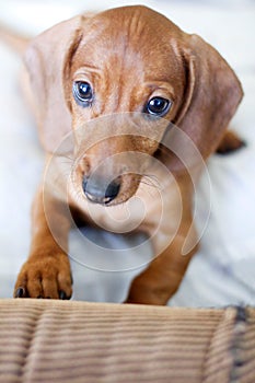 Dachshund dog