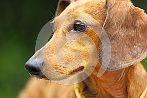 Dachshund dog