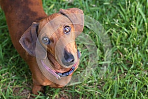 Dachshund dog