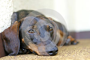 Dachshund Dog photo