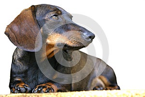 Dachshund Dog photo