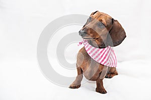 Dachshund dog