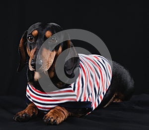 Dachshund Dog