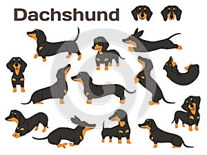 Dachshund,dog in action,happy dog