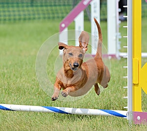 Dachshund at a Dog Agility Trial