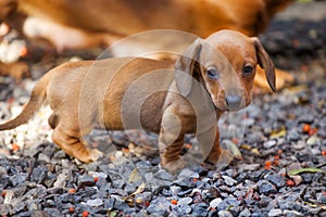 Dachshund Dog autumn season Garden