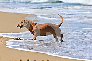 Dachshund dog on the beach