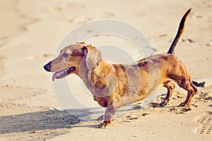Dachshund Dog in beach