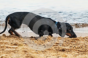 Dachshund dog on beach