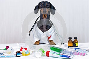 Dachshund dog, black and tan, as a medical veterinary doctor with stethoscope, standing on the table with medical equipment and me