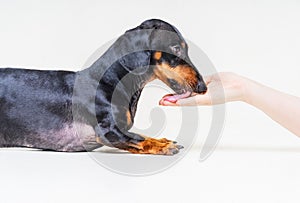 Dachshund dog, black and tan, licking the trainer`s hand after he eat sweets snack for obedience, on a gray background