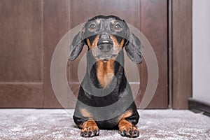 Dachshund dog, black and tan, lies at the door of the house on the floor, looks up sadly, waiting for the owner or a walk