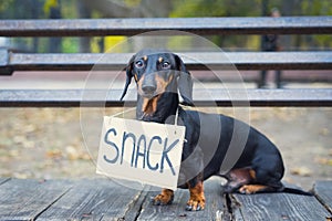 Dachshund dog black and tan looking plaintively while wearing a carton sign around neck with an inscription snack, asitting on a p