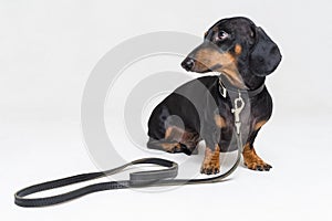 Dachshund dog, black and tan, ready for a walk with owner , with leather leash, isolated on gray background