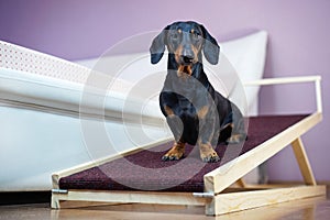 A dachshund dog, black and tan, sits on a home ramp. Safe of back health in a small dog