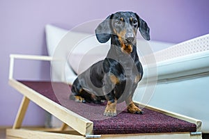 A dachshund dog, black and tan, sits on a home ramp. Safe of back health in a small dog