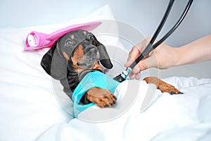 Dachshund dog, black and tan, sleeping in bed with high fever temperature, ice bag on head,  covered by a blanket, vet auditions a