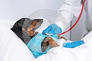 Dachshund dog, black and tan, sleeping in bed in hospital, covered by a blanket, vet auditions a dog with a stethoscope.