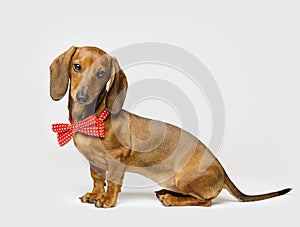 Dachshund Dog in Bow Tie on White, Animal Dressed Clothing