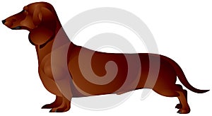 Dachshund, dog breed