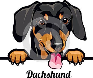 Dachshund - dog breed. Color image of a dogs head isolated on a white background