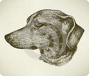 Dachshund dog breed, hand drawing.