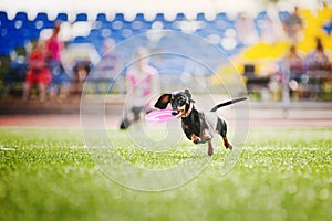 Dachshund dog brings the flying disc