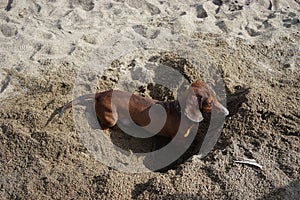 Dachshund dog buries himself in the sand on the beach