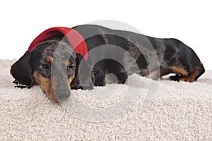 Dachshund dog on christmas isolated