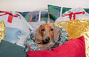 A dachshund dog with a Christmas wreath around his neck lies among the pillows and looks attentively at the camera