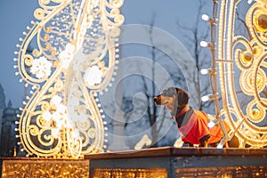 Dachshund dog in clothes standing on the street with beautiful city lights