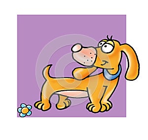 dachshund dog colored illustration humorist button or icon for website photo