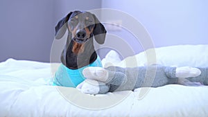 Dachshund dog in comfortable bed next to a soft plush toy sleepily looks around