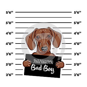 Dachshund Dog criminal. Police mugshot. Dog convict. Dog prison. Vector.