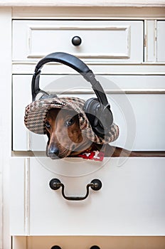 Dachshund dog enjoys listening to music in big black headphones, sitting in a stylish cap on a shelf in a linen closet.