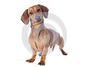 Dachshund dog