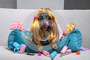 Dachshund dog in a funny red wig, hairpins, and a pink dress, lies on a sofa