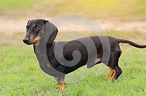 Dachshund dog on grass