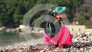 Dachshund dog with green goggles spends time on rocky beach