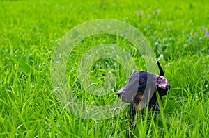 Dachshund dog on the green grass