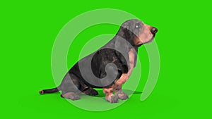 Dachshund Dog Green Screen Idle loop 3D Rendering Animation Chroma Key