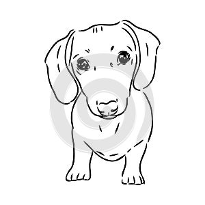 Dachshund Dog. Hand drawn. Vector illustration dachshund dog vector