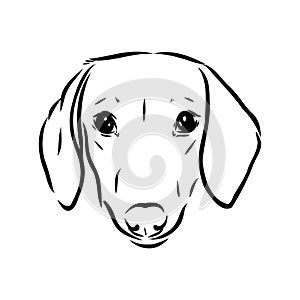 Dachshund Dog. Hand drawn. Vector illustration dachshund dog vector