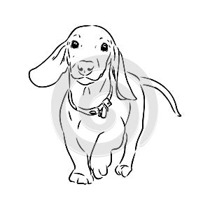 Dachshund Dog. Hand drawn. Vector illustration dachshund dog vector