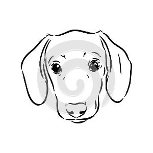 Dachshund Dog. Hand drawn. Vector illustration dachshund dog vector